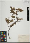 Foto von Salix herbacea L. x Salix lapponum L.
